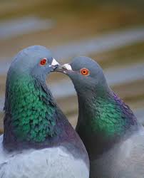 What is a pigeon pair? 