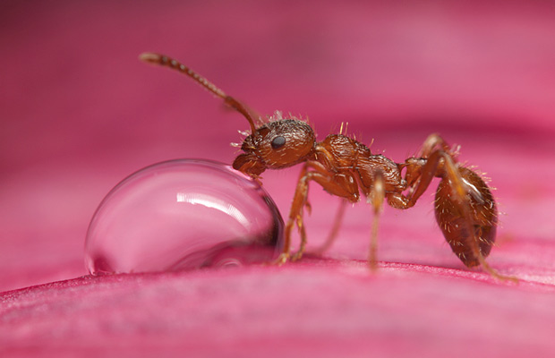 How to keep ants from invading your kitchen « Appliances Online Blog