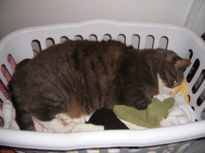 Tips for removing pet hair from clothing « Appliances ...