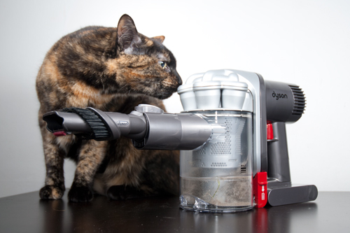 Image result for cat and dyson vacuum