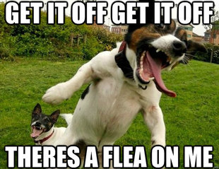 flea dog