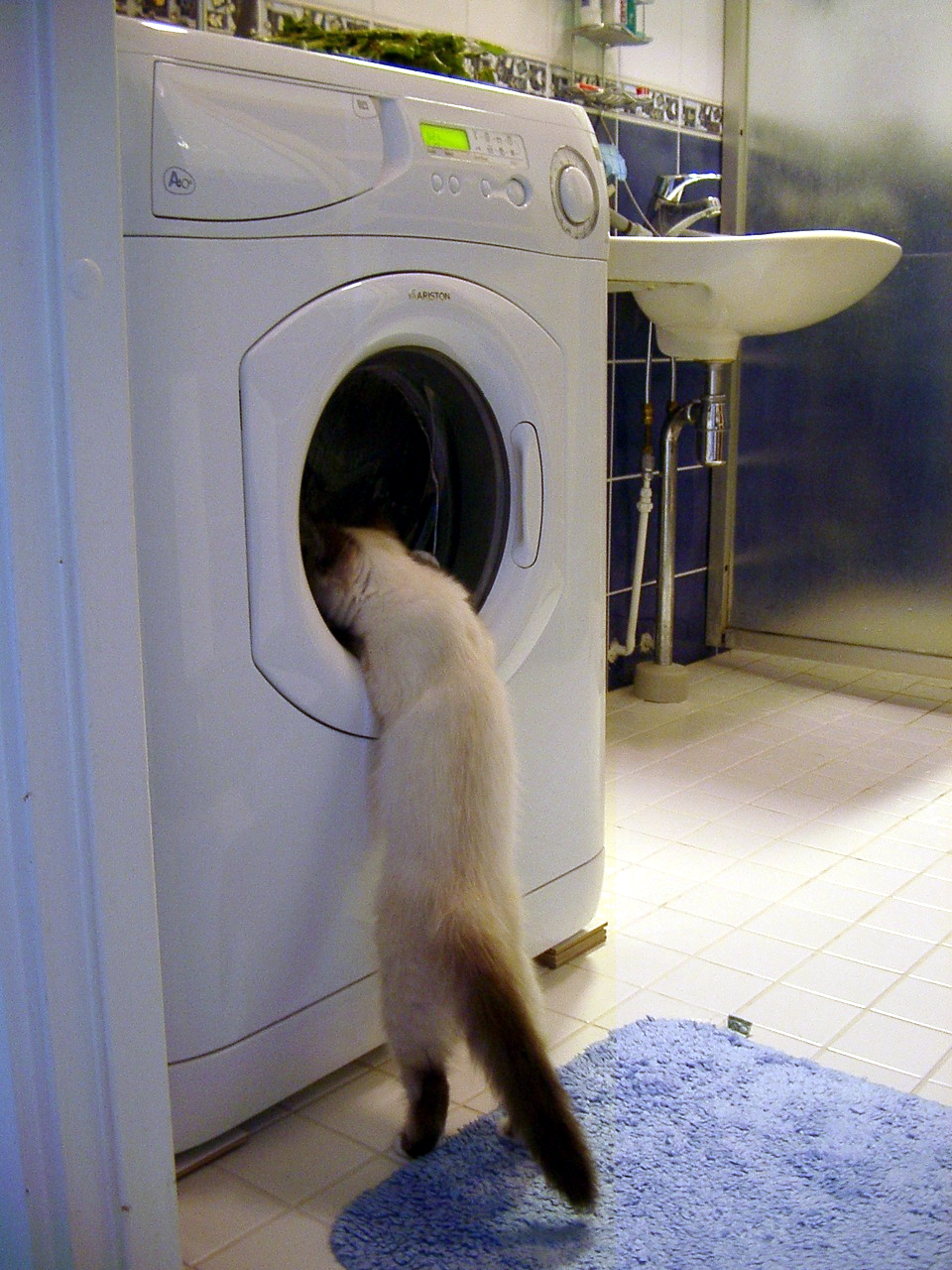 Cat_investigates_washing_machine_2003-07-03 source: https://commons.wikimedia.org/wiki/File:Cat_investigates_washing_machine_2003-07-03.png
