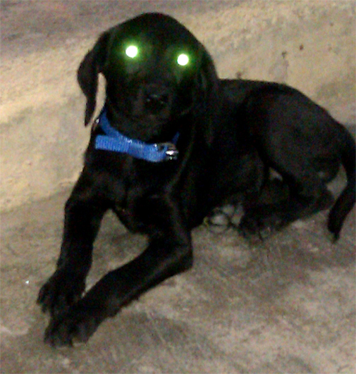 Black-Lab-3-months-old-puppy source: https://commons.wikimedia.org/wiki/File:Black-Lab-3-months-old-puppy.jpg