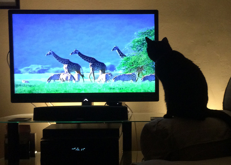 cat watching tv 2 source: https://www.flickr.com/photos/johnjkehoe_photography/16268801077