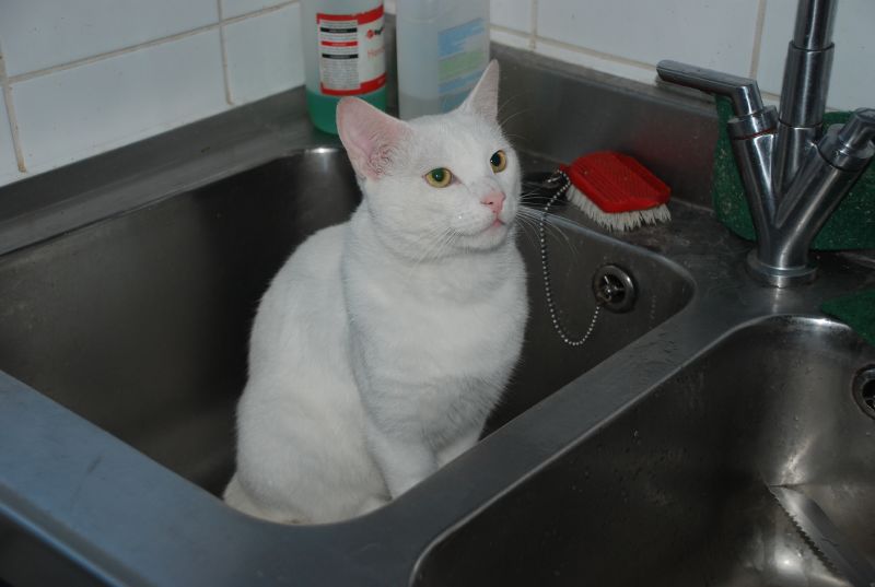 kitchen sink cat