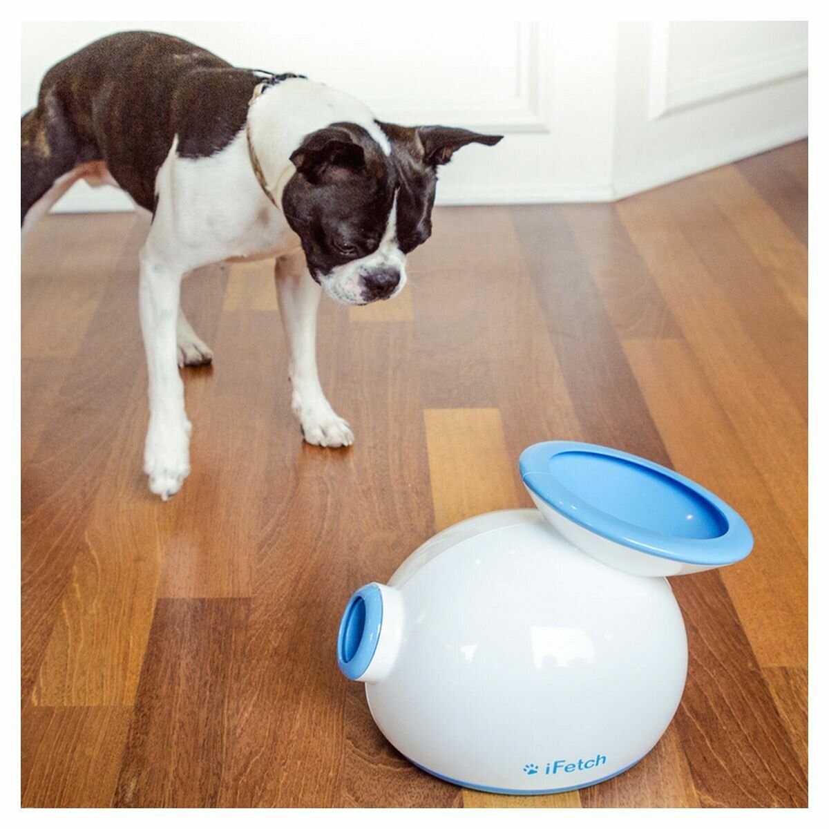 Ifetch dog launcher deals