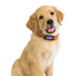 Petble SmartTag Pet Health Tracker Violet - 20552 image NaN