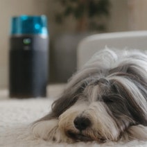 Dyson HushJet Compact Air Purifier 492715-01 hero image