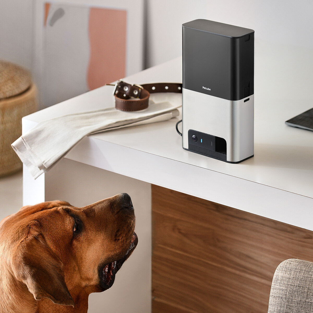 Petcube wifi hotsell