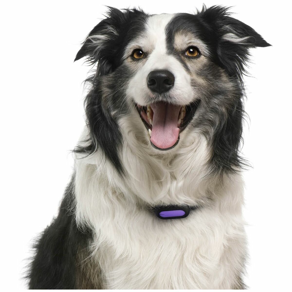 Petble smarttag discount