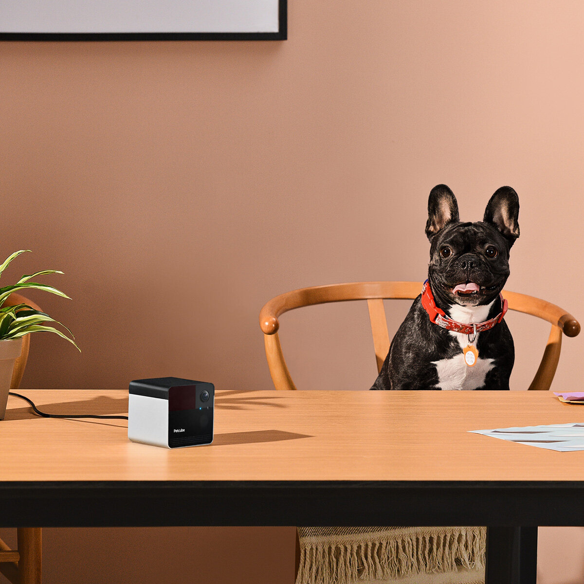 Petcube Play 2 Interactive Wi-Fi Pet Camera 7271 hero image