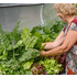 Vegepod Medium Trolley Stand T0004 image NaN