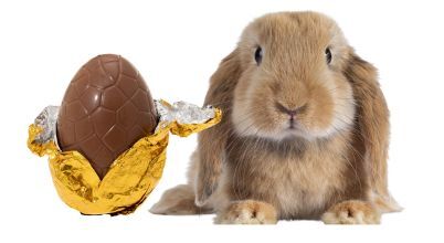 A bunny rabbit next to a chocolate Easter egg.
