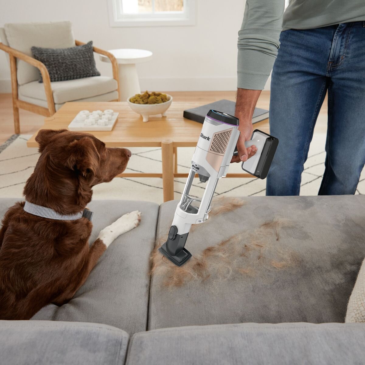 Shark vacuums can be very effective at cleaning up dog hair and pet fur.