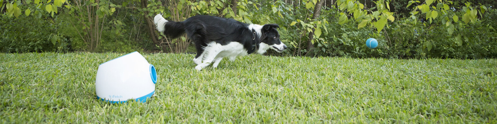 Pettecc