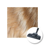 Pet Hair